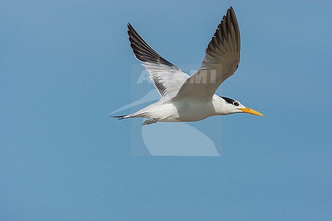 Adult African Royal Tern flying along the coast over the ocean, near Tanji bird reserve stock-image by Agami/Wil Leurs,