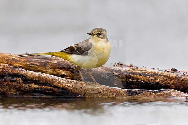 Grey Wagtail (Motacilla cinerea) in Italy. stock-image by Agami/Daniele Occhiato,