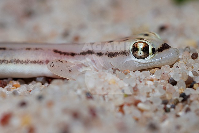 Sharqiyah sand gecko (Trigonodactylus sharqiyahensis) taken the 23/02/2023 at Sharqiyah - Oman. stock-image by Agami/Nicolas Bastide,
