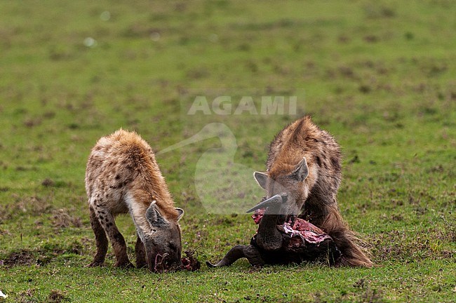 Two spotted hyenas, Crocuta crocuta, eating a wildebeest carcass, Connochaetes taurinus. Masai Mara National Reserve, Kenya. stock-image by Agami/Sergio Pitamitz,
