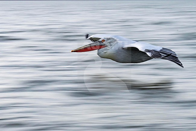Dalmatian Pelican (Pelecanus crispus) slow shutter speed picture. stock-image by Agami/Marcel Burkhardt,