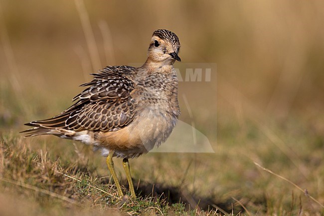 Juveniele Morinelplevier, Juvenile Eurasian Dotterel stock-image by Agami/Daniele Occhiato,