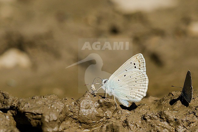 Mannetje Getand blauwtje, Male Meleager's Blue stock-image by Agami/Iolente Navarro,