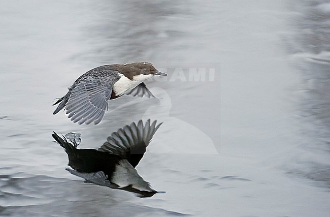 Wintering Black-bellied White-throated Dipper (Cinclus cinclus cinclus) in a fast flowing river at Kuusamo in arctic Finland. stock-image by Agami/Markus Varesvuo,