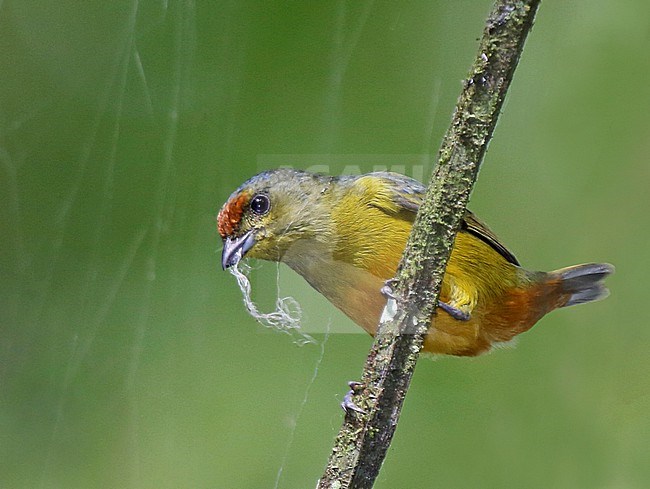 A female Fulvous-vented Euphonia (Euphonia fulvicrissa omissa) at Rio Claro Canyon Reserve, Doradal, Colombia. stock-image by Agami/Tom Friedel,