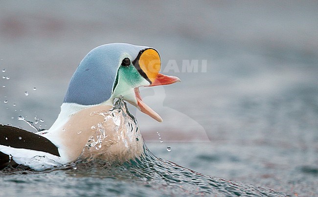 Close up van de kop van een mannetje Koningseider, Closeup of the head of a male King Eider stock-image by Agami/Markus Varesvuo,