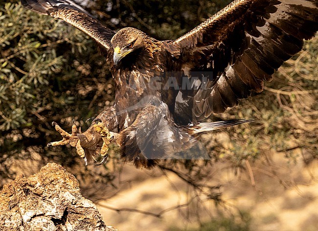 First winter Golden Eagle (Aquila chrysaetos) landing on a rock stock-image by Agami/Roy de Haas,