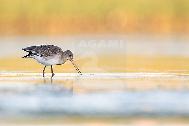 Black-tailed Godwit - Uferschnepfe - Limosa limosa ssp. limosa, Germany, adult, nonbreeding plumage stock-image by Agami/Ralph Martin,