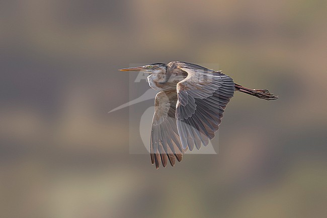 Adult Bourne's Heron (Ardea purpurea bournei) flying over Barragem de Poilao, Santiago, Cape Verde. stock-image by Agami/Vincent Legrand,