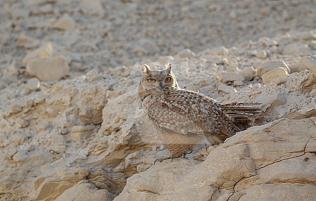 Pharao Eagle-Owl (Bubo ascalaphus) perched on ground in Dubai, UAE stock-image by Agami/Helge Sorensen,