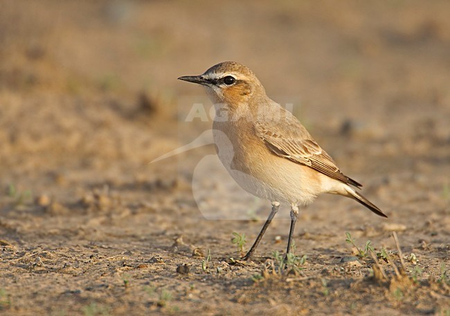 Isabelline Wheatear adult standing on the ground; Izabeltapuit volwassen staand op de grond stock-image by Agami/Markus Varesvuo,