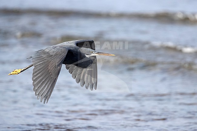 Western Reef Egret (Egretta gularis) flying over the water on a beach near Mogadishu, Somalia. stock-image by Agami/David Monticelli,