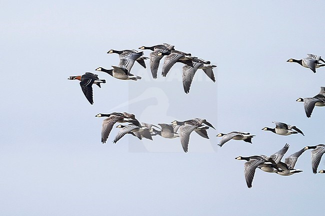 Red-breasted Goose - Rothalsgans - Branta ruficollis, Germany, adult with Barnacle Geese stock-image by Agami/Ralph Martin,