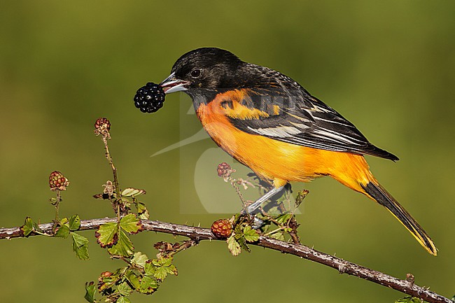 Adult male
Galveston Co., TX
April 2012 stock-image by Agami/Brian E Small,
