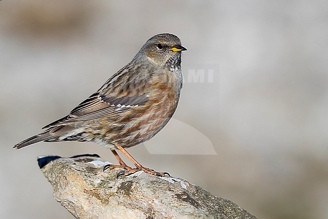 Alpine Accentor (Prunella collaris) perched on a rock in Italy. stock-image by Agami/Daniele Occhiato,