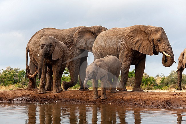 A herd of African elephants, Loxodonta africana, at a waterhole. Mashatu Game Reserve, Botswana. stock-image by Agami/Sergio Pitamitz,