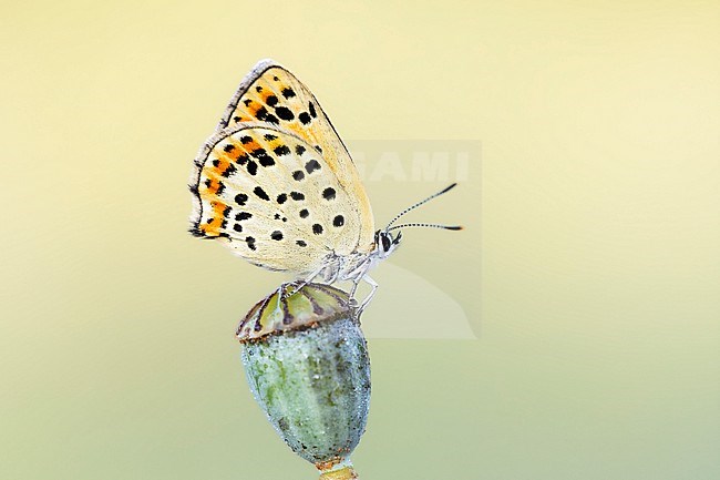 Female Sooty Copper stock-image by Agami/Wil Leurs,