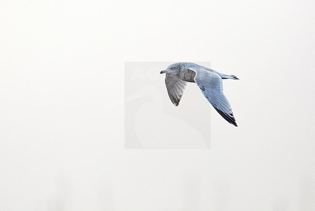 Third winter American Herring Gull (Larus smithsonianus) showing upperwing stock-image by Agami/Edwin Winkel,