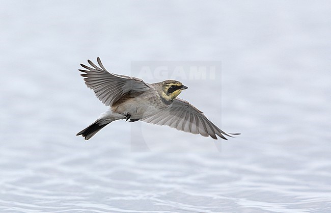 Horned Lark (Eremophila alpestris ssp.flava) in flight at a beach in Vedbæk, Denmark stock-image by Agami/Helge Sorensen,