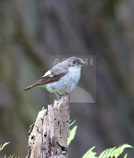 Vrouwtje Bonte Vliegenvanger, Female European Pied Flycatcher stock-image by Agami/Roy de Haas,