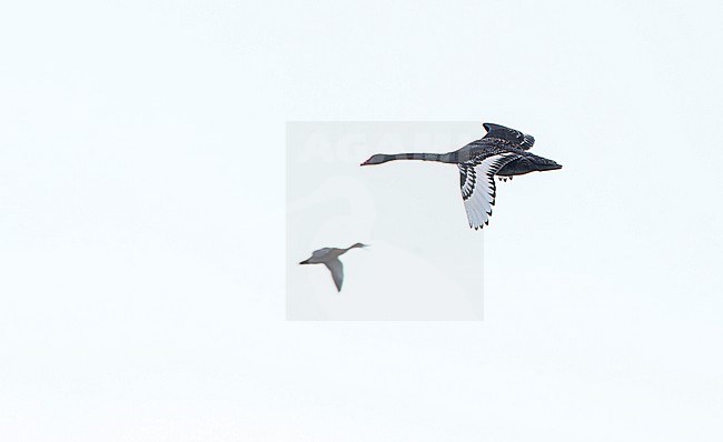 Immature Black Swan (Cygnus atratus) in flight in New Zealand. stock-image by Agami/Marc Guyt,