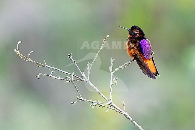 White-tufted sunbeam (Aglaeactis castelnaudii) in Central Peru. stock-image by Agami/Dani Lopez-Velasco,