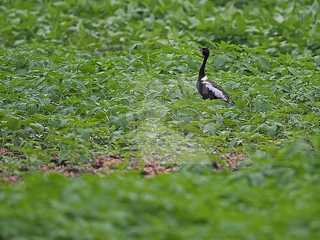 Critically Endangered male Lesser Florican, Sypheotides indicus, in India. stock-image by Agami/James Eaton,
