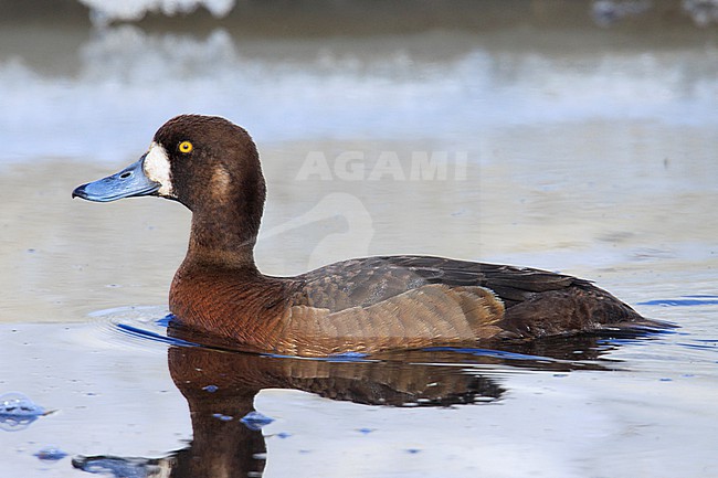 Greater Scaup (Aythya marila) taken the 06/06/2022 at Anchorage - Alaska. stock-image by Agami/Nicolas Bastide,