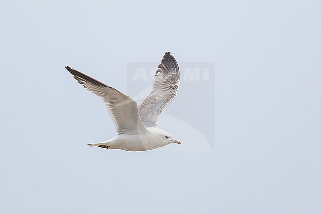 2nd cycle Russian Common Gull (Larus canus heinei) flying over the shore of Shirvan NP, Azerbijan. stock-image by Agami/Vincent Legrand,