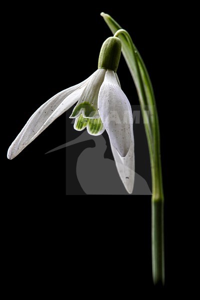 Common Snowdrop, Galanthus nivalis stock-image by Agami/Wil Leurs,