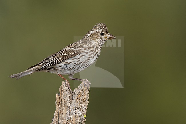 Adult female
Lake Co., OR
June 2008 stock-image by Agami/Brian E Small,