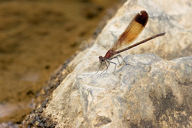 Koperen Beekjuffer; Copper Demoiselle stock-image by Agami/Theo Douma,
