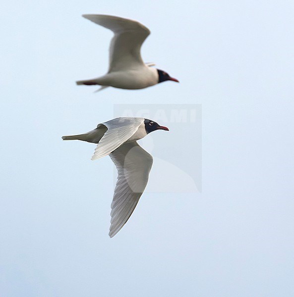 Adult Mediterranean Gull (Ichthyaetus melanocephalus) in breeding plumage in flight in the Netherlands. stock-image by Agami/Marc Guyt,