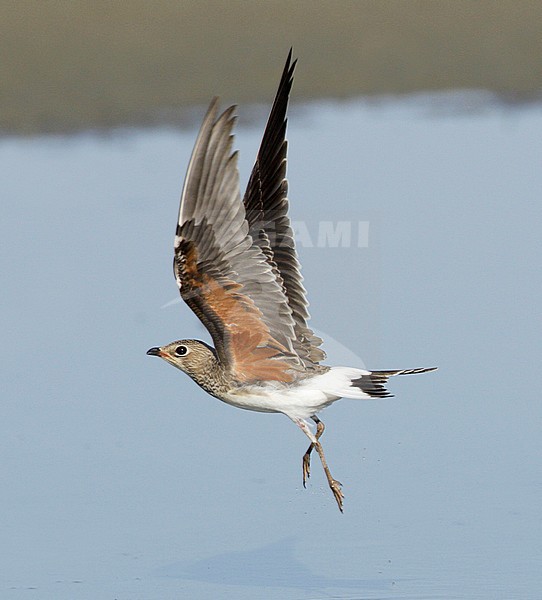 Onvolwassen Vorkstaartplevier; Immature Collared Pratincole stock-image by Agami/Mike Danzenbaker,