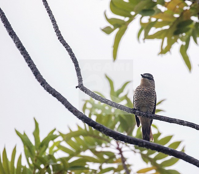 Female (type) Palau Cicadabird (Edolisoma monacha) on Palau, Micronesia. stock-image by Agami/Pete Morris,