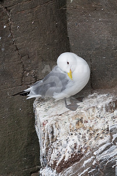 Black-legged Kittiwake, Drieteenmeeuw, Rissa tridactyla, Iceland, adult stock-image by Agami/Ralph Martin,