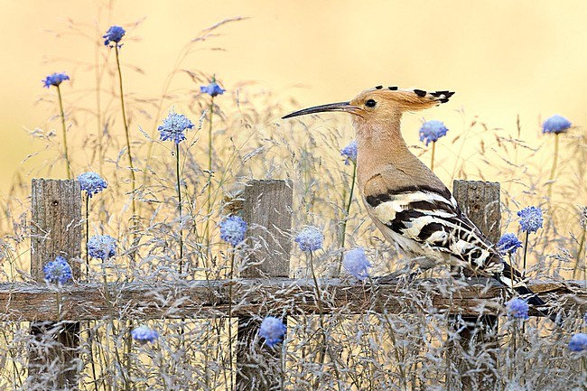 Eurasian Hoopoe (Upupa epops) in Italy. stock-image by Agami/Daniele Occhiato,