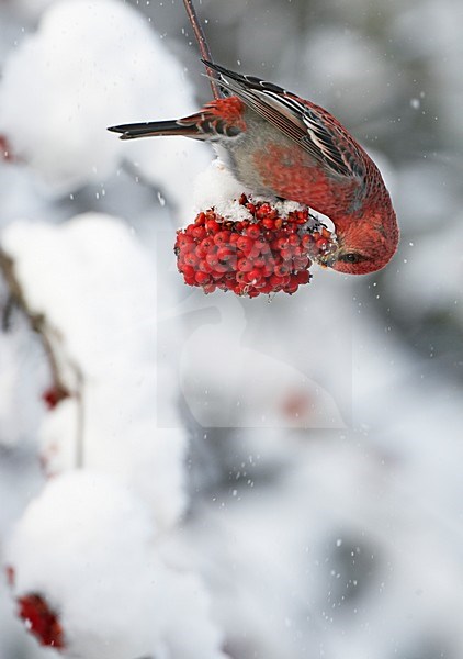 Haakbek man besjes etend met sneeuw; Pine Grosbeak male eating berries with snow stock-image by Agami/Markus Varesvuo,