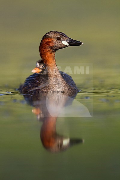 Adult Little Grebe (Tachybaptus ruficollis ruficollis) swimming on a lake in Germany together with a small chick. stock-image by Agami/Ralph Martin,