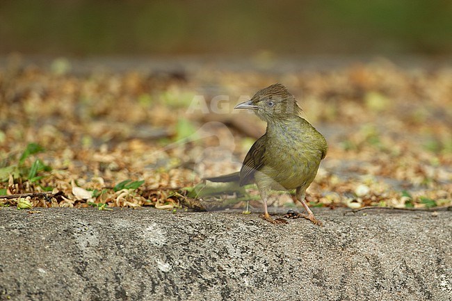 Grey-eyed Bulbul (Iole propinqua) at Khao Yai National Park, Thailand stock-image by Agami/Helge Sorensen,