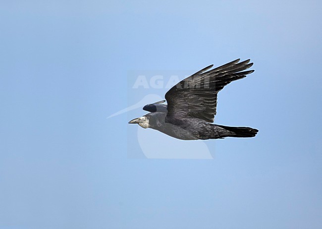 Vliegende Roek; Flying Rook stock-image by Agami/Markus Varesvuo,