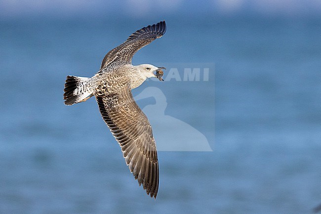 Yellow-legged Gull (Larus michahellis), side view of a juvenile in flight, Campania, Italy stock-image by Agami/Saverio Gatto,