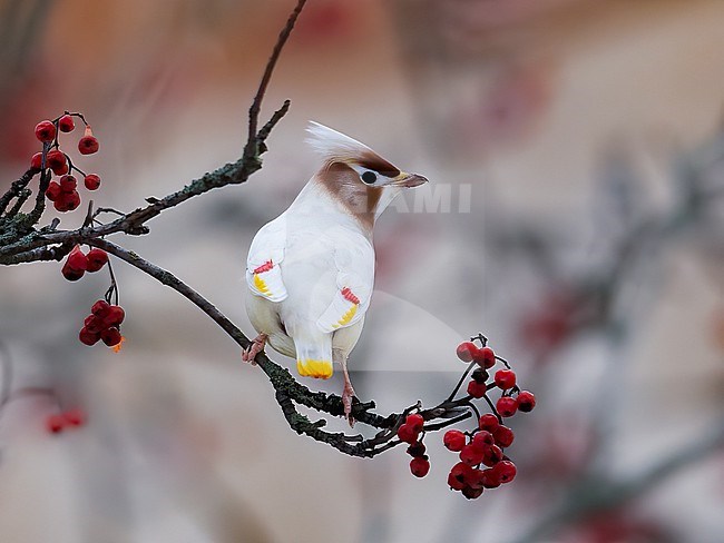 Backview of a Bohemian Waxwing on a branch. Finland Bohemian Waxwing on a branch. Finland stock-image by Agami/Markku Rantala,