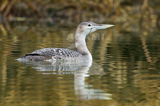 First-winter Yellow-billed Diver (Gavia adamsii) wintering in the United Kingdom. stock-image by Agami/Yoav Perlman,