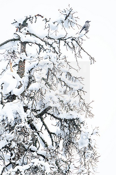 Kashmir nutcracker (Nucifraga multipunctata) in India. Perched in a snow covered tree. Also known as large-spotted nutcracker. stock-image by Agami/Dani Lopez-Velasco,