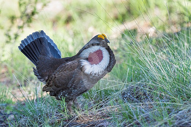 Adult male
Boulder Co., CO
June 2023 stock-image by Agami/Brian E Small,
