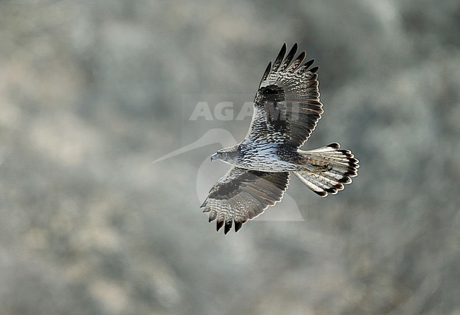 Bonelli’s Eagle (Aquila fasciata) adult male stock-image by Agami/Dick Forsman,