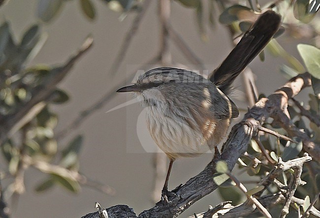 Scrub Warbler (Scotocerca inquieta striata) is sometimes split as Striated Scrub Warbler (Scotocerca striata). Northern mountains, Oman, november. stock-image by Agami/Eduard Sangster,