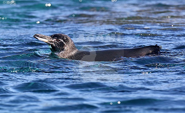 Galapagos Penguin (Spheniscus mendiculus) swimming at sea off the Galapagos islands, Ecuador. stock-image by Agami/Dani Lopez-Velasco,