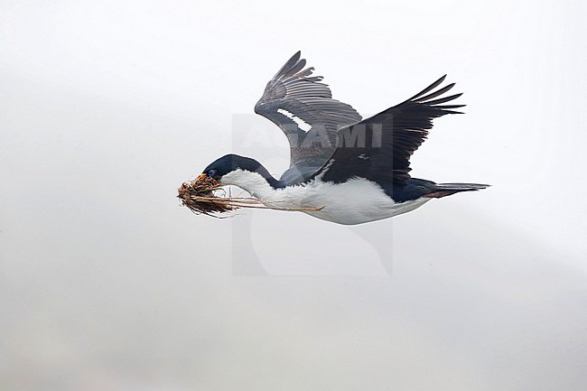 Adult Macquarie Shag (Leucocarbo purpurascens) in flight on Macquarie island, Australia. Seen from the side, with nest material in its bill, showing under wing. stock-image by Agami/Marc Guyt,